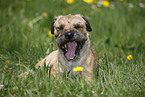 lying Border Terrier