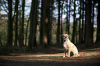 sitting Border Terrier