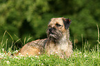 lying Border Terrier