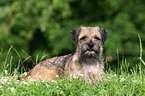 lying Border Terrier