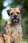 Border Terrier Portrait