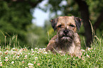 lying Border Terrier