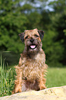 Border Terrier