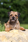 lying Border Terrier