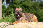 lying Border Terrier