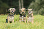 3 Border Terrier