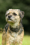 Border Terrier Portrait