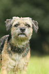 Border Terrier Portrait