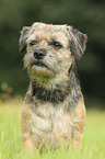 sitting Border Terrier