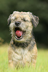 Border Terrier