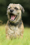 Border Terrier