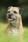 sitting Border Terrier