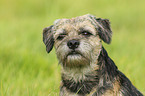 Border Terrier Portrait