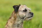 Border Terrier Portrait