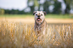 running Border Terrier