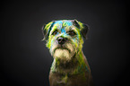 male Border Terrier