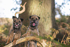 Border Terrier