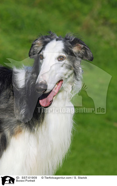 Barsoi Portrait / Borzoi Portrait / SST-01909