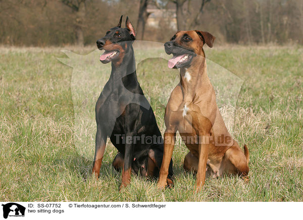 two sitting dogs / SS-07752