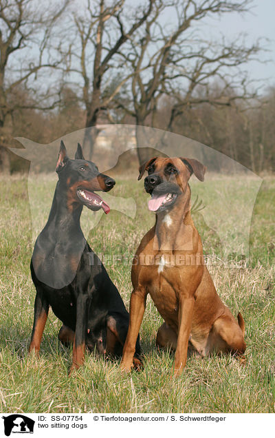 zwei Hunde / two dogs / SS-07754