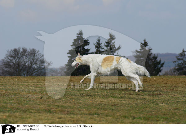 Barsoi beim Coursing / coursing Borzoi / SST-02130