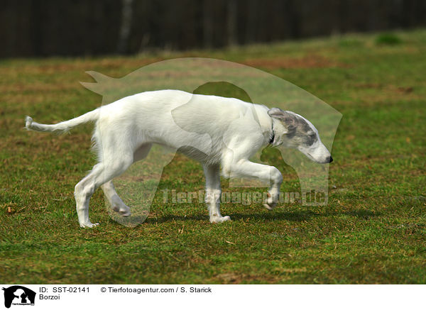 Barsoi / Borzoi / SST-02141