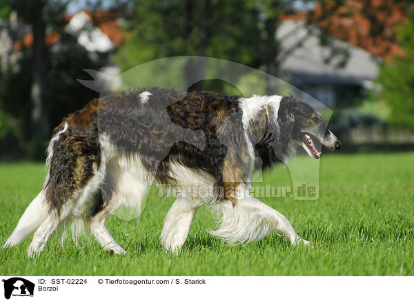 Barsoi / Borzoi / SST-02224