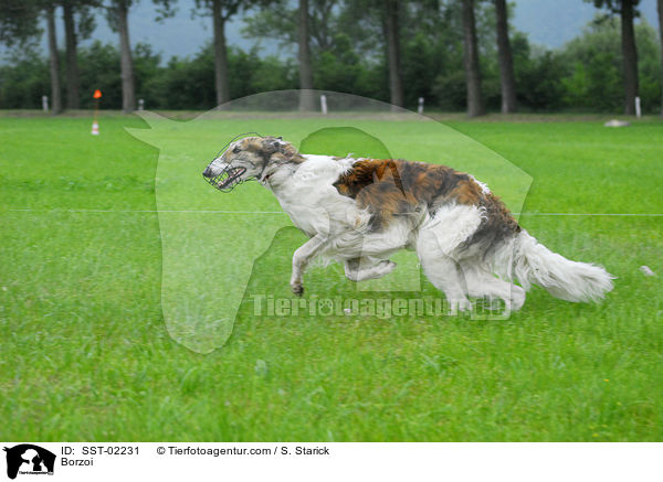 Barsoi / Borzoi / SST-02231