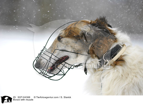 Barsoi mit Maulkorb / Borzoi with muzzle / SST-04388