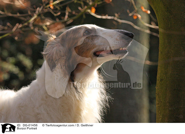 Barsoi Portrait / Borzoi Portrait / DG-01456