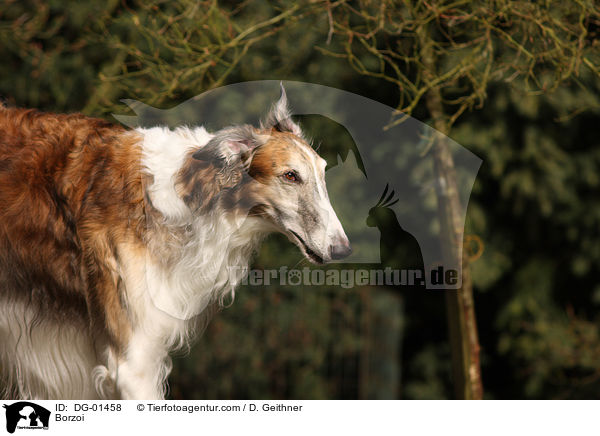 Barsoi / Borzoi / DG-01458