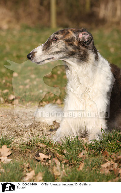 Barsoi / Borzoi / DG-01469