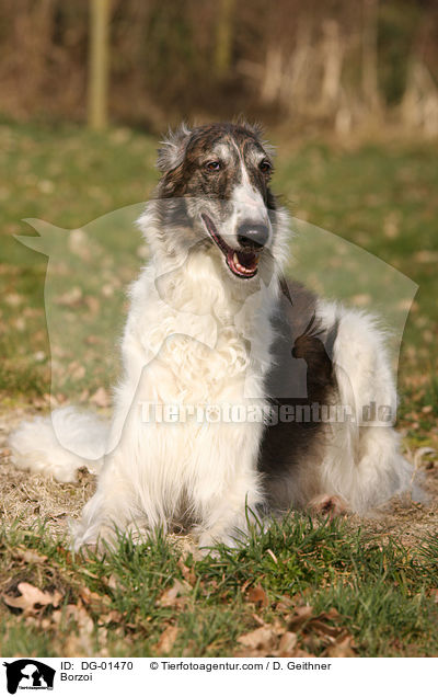 Barsoi / Borzoi / DG-01470