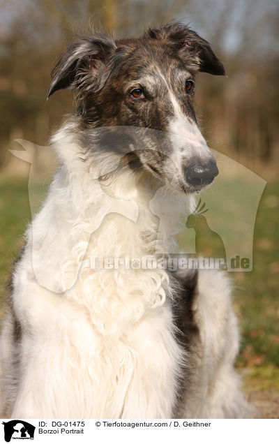 Barsoi Portrait / Borzoi Portrait / DG-01475