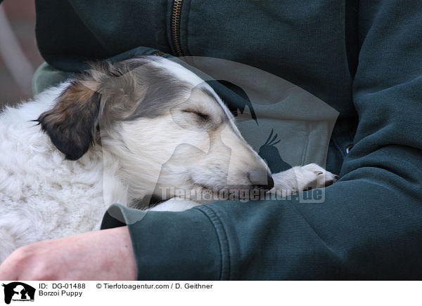 Barsoi Welpe / Borzoi Puppy / DG-01488