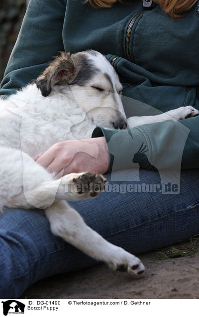 Barsoi Welpe / Borzoi Puppy / DG-01490