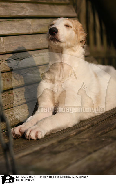 Barsoi Welpe / Borzoi Puppy / DG-01504