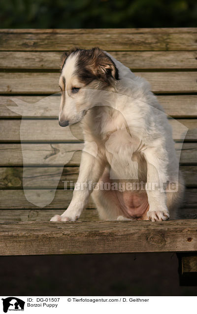 Barsoi Welpe / Borzoi Puppy / DG-01507