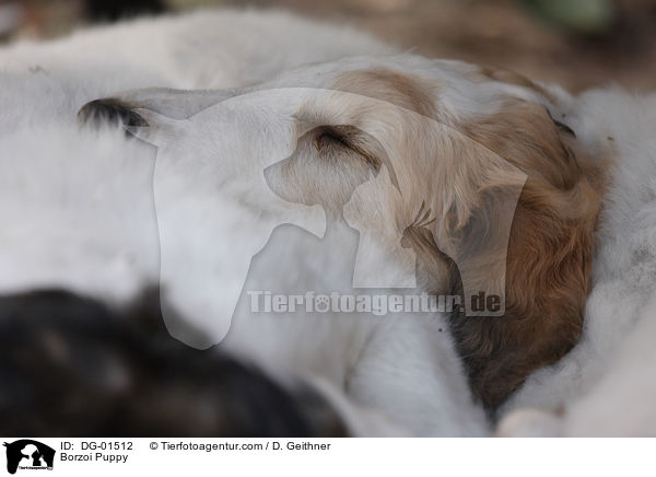 Barsoi Welpe / Borzoi Puppy / DG-01512