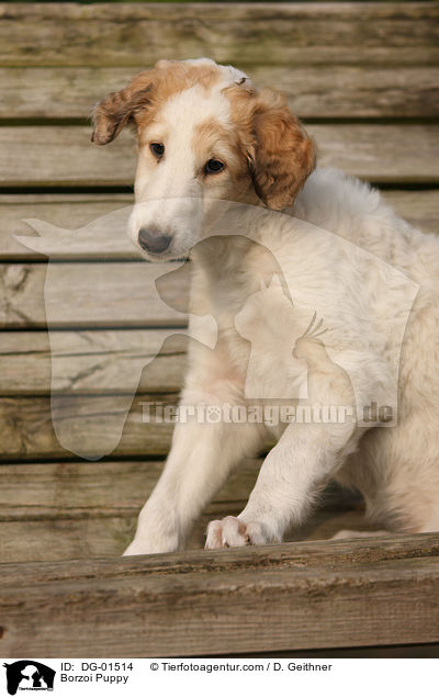 Barsoi Welpe / Borzoi Puppy / DG-01514