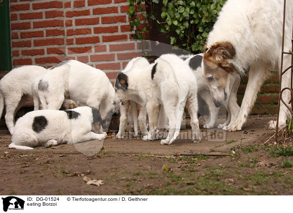 fressende Barsoi / eating Borzoi / DG-01524