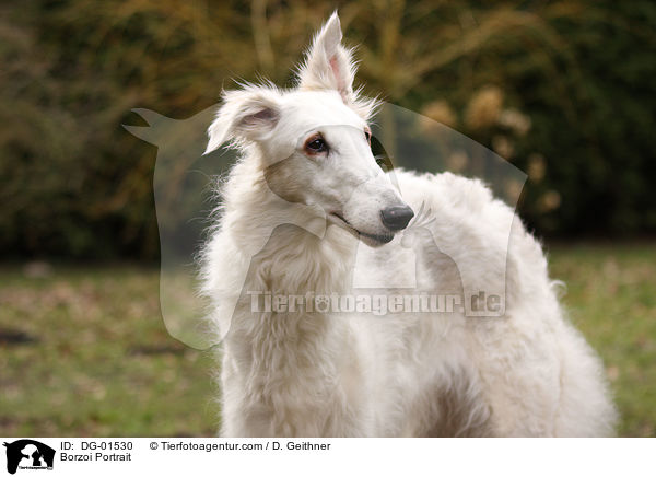 Barsoi Portrait / Borzoi Portrait / DG-01530