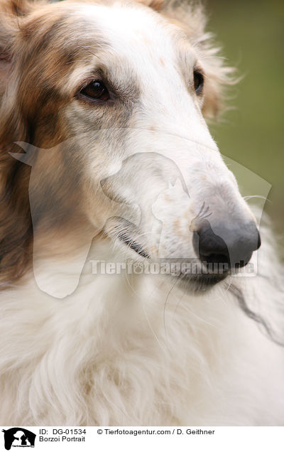 Borzoi Portrait / DG-01534