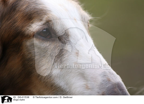 Hundeaugen / dogs eyes / DG-01538