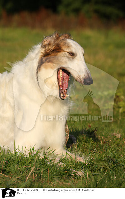 Barsoi / Borzoi / DG-02909