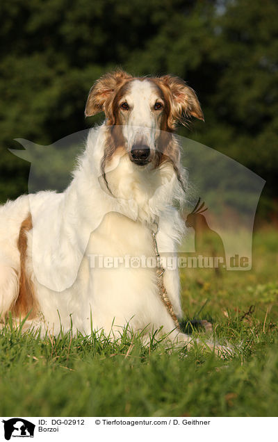 Barsoi / Borzoi / DG-02912