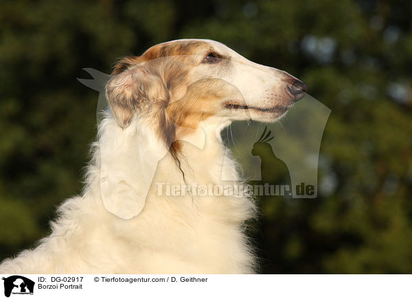 Barsoi Portrait / Borzoi Portrait / DG-02917