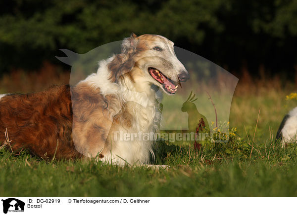 Barsoi / Borzoi / DG-02919