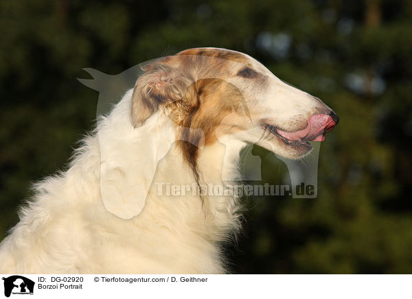 Barsoi Portrait / Borzoi Portrait / DG-02920