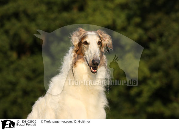 Barsoi Portrait / Borzoi Portrait / DG-02926